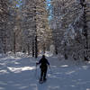 On the McLoughlin Nordic Trail just north of Summit Shelter