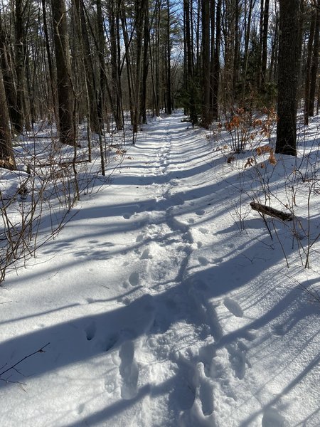 Snowy trail in Scoutland.