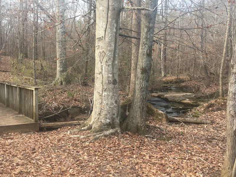 Bridge/Creek on Trail 8