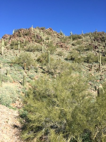 A lovely hillside of Saguaros