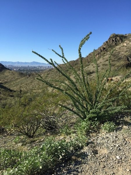 Ocotillo!