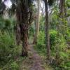 Hiking on the Black Bear Wilderness Trail