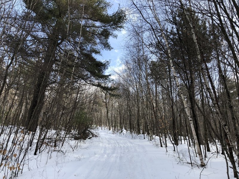 Cabin Trail follows a snowmobile trail for a short period