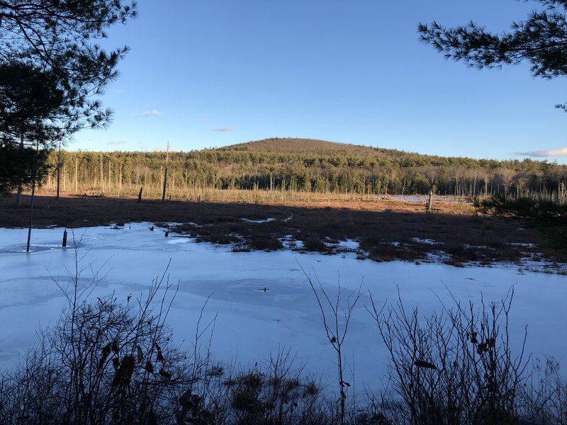 A view of Trask Swamp from the blue trail