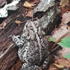 Toad taking off a load in a thicket of Mountain Laurel.