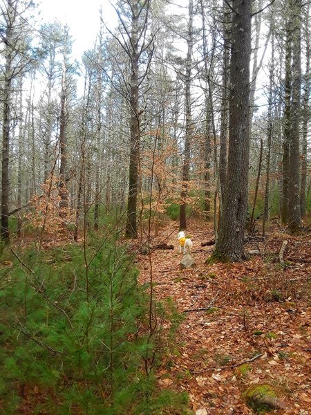 Jack is looking on the trail ahead among the alder and pine.