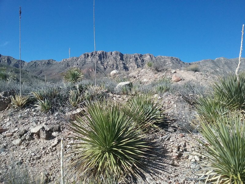 View of  Franklin Mountains from the trail