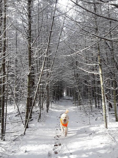 Running through the pine.