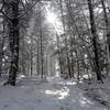 Walking south through the pine wood.