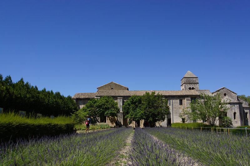 Lavender Field - Provence France