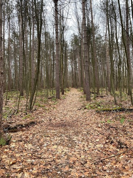 A beautiful hike through the forest