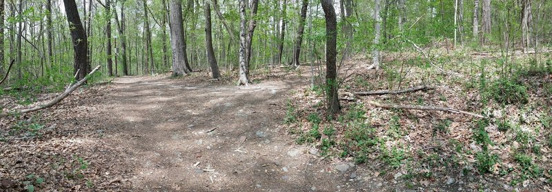 Intersection White & South Cresheim Creek trails. Go right up Cresheim. Or straight on White trail.