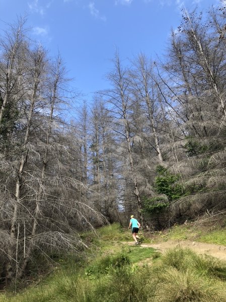 Climbing through the dead wilding pines