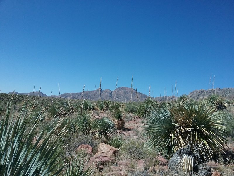 Looking SW on the trail