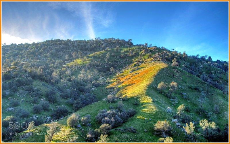 The poppies are about to take over this hill. Somewhere in CA, east of Bakersfield.