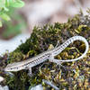 Common wall lizard Podarcis muralis