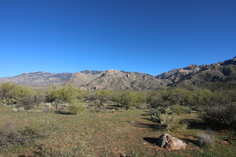 Catalina Mountains from the Nature Loop Trail in January after a rainy December