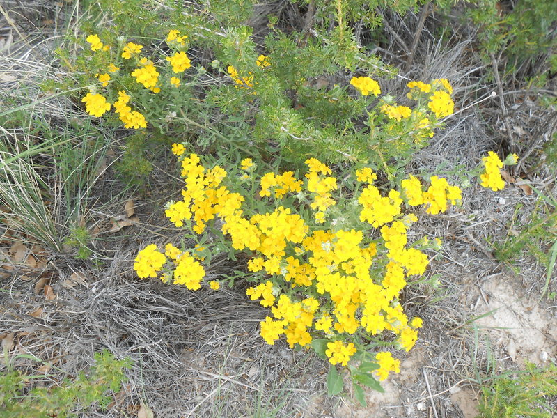 Paper flowers in bloom