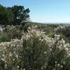 Apache plumes in bloom,