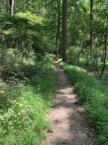 Typical path on the trail