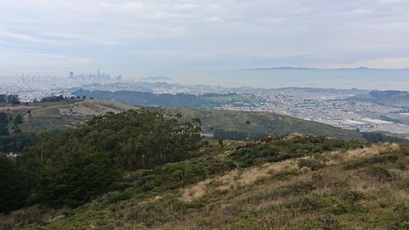 View of the bay and SF, near the summit