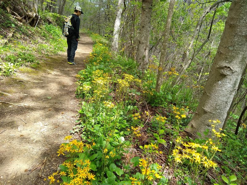 Wildflowers along the trail.