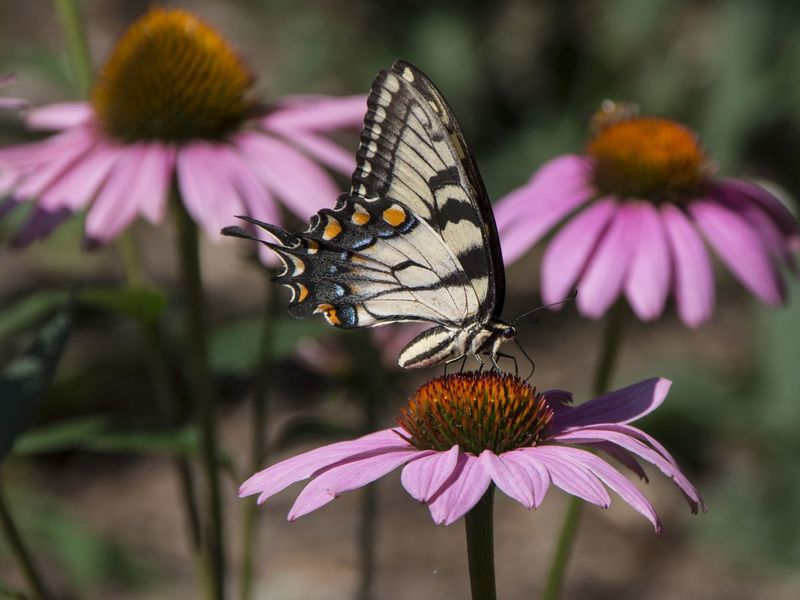 Enjoy native wildlife on the Greenway.