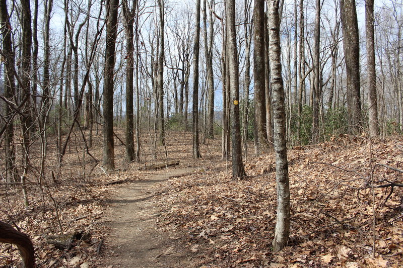 Take a peaceful stroll through the woods.