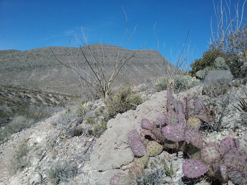 Looking NE on the trail.