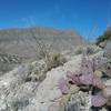 Looking NE on the trail.