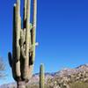 Pointing out one of many saguaros on the way up the trail before crossing over the running water at bathtub tank a short distance away