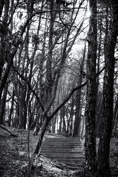 Stairs, stairs, and more stairs. Hope you like stair stepping because the Seoul Trail has thousands