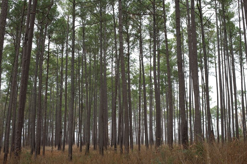 The Bluff Trail runs underneath a canopy of pine trees. Outside of the flood plain, this area may not be flooded when other trails in the park are closed due to the seasonal flooding that is common there.