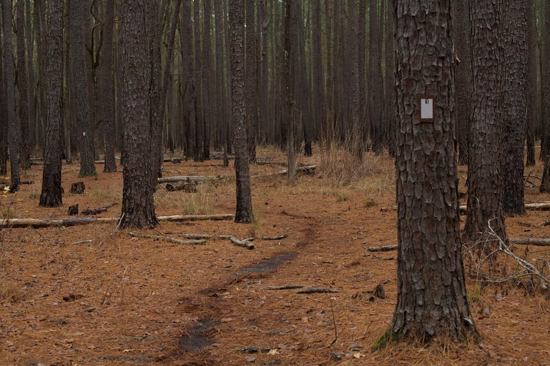 The trail is a narrow singletrack trail that runs through the pine forest. Pine needles provide a cushion for walking.