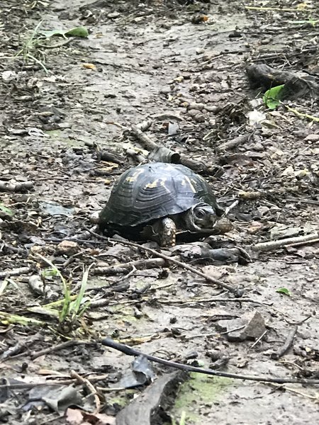 Trail user.