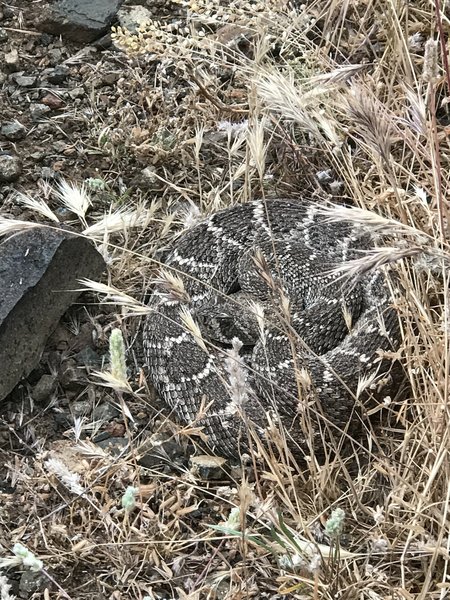 Found the biggest rattlesnake I have ever seen in the middle of this trail about seven miles in. Whoa