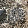 Found the biggest rattlesnake I have ever seen in the middle of this trail about seven miles in. Whoa