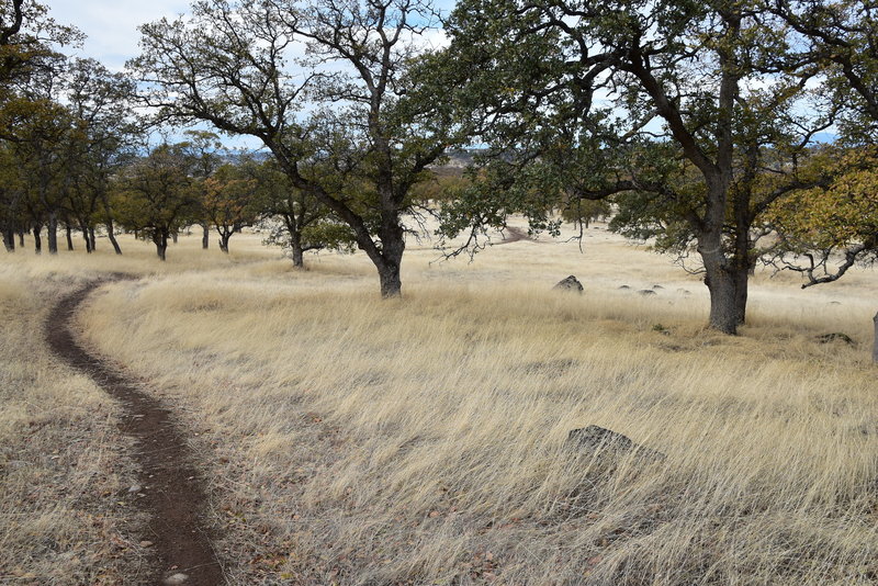 A touch of Fall Color through the dry grass and Oak trees