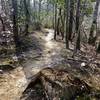 Nice dirt singletrack through pines, hardwoods and mountain laurels.