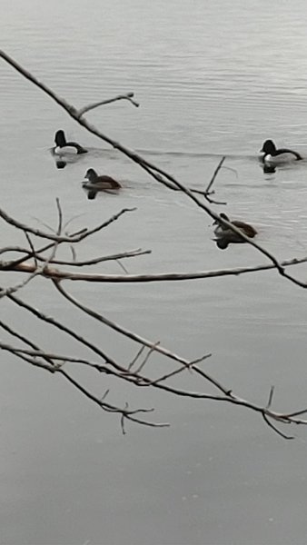 Ring-necked Ducks