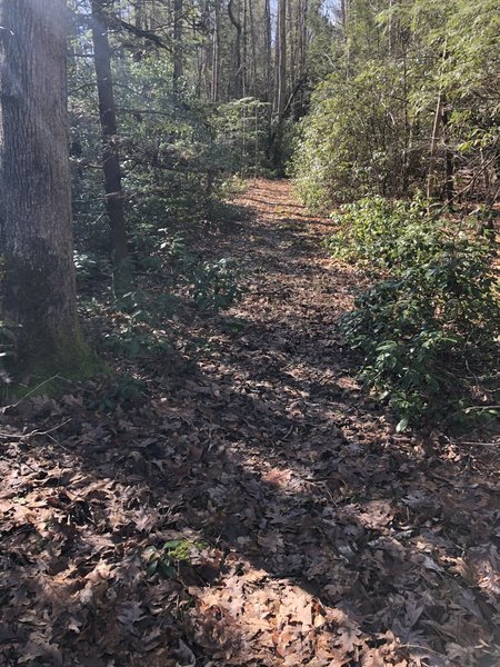 02/02/2020 nice maintained mountain laurel, pine lined section of trail.