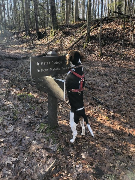 Trail leader picking the route.