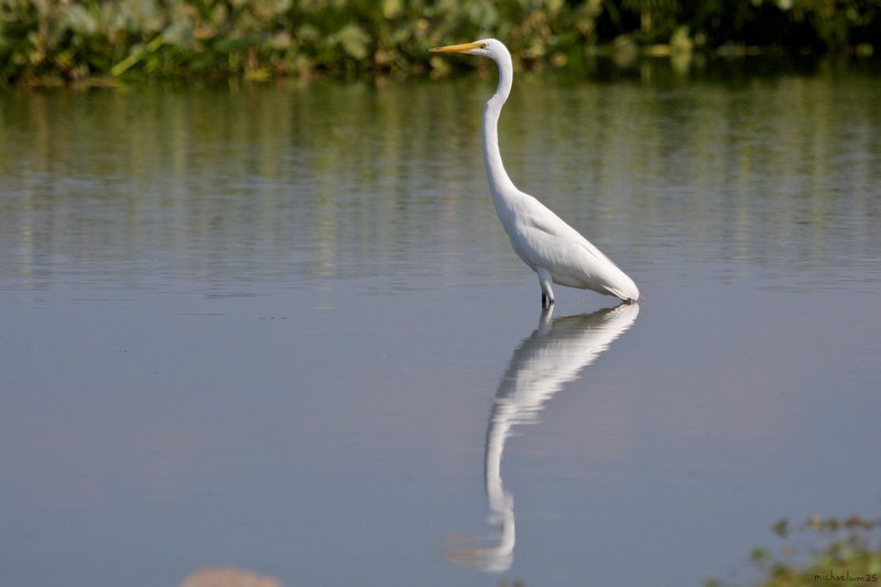 Egret Reflection