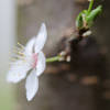 Plum Blossom