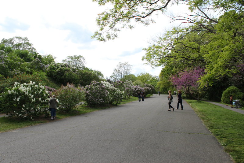 Arnold Arboretum - Bottom of Lilac Hill