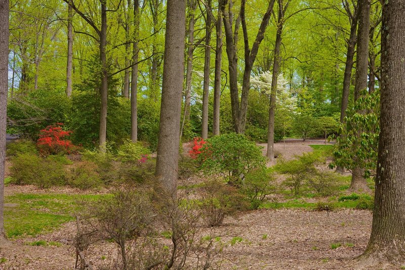 Forest view through Tyler Arboretum.