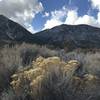 Jobs Peak Trail. The beauty of this trail is the vistas, plant life and view of the Eastern Sierras. Do expansive. Hi on a day filled with cumulus clouds, it will take your breath away. Trail in forest is so so. Nothing special. Little ascent, easy.