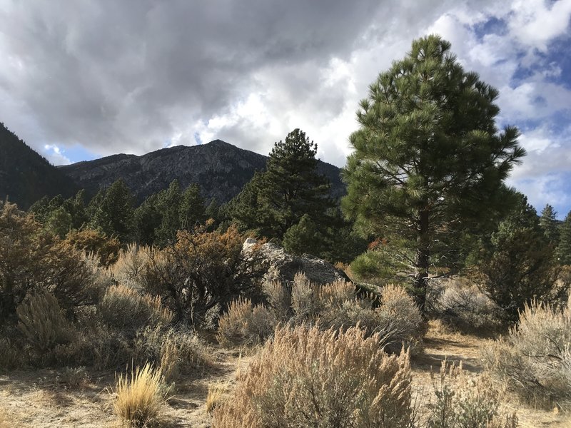 Photo depicts trail first before going into forest. The forest hike is only so so, little ascent, and you are up against private property a lot, taking away from the feeling of being in the wild.