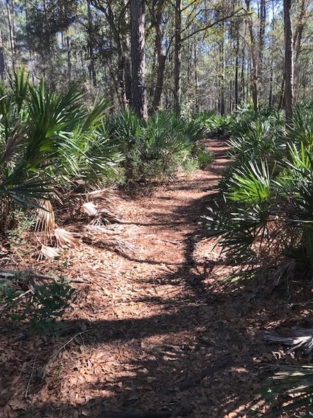 Losco Trail - cool breezy February day