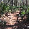 Losco Trail - cool breezy February day